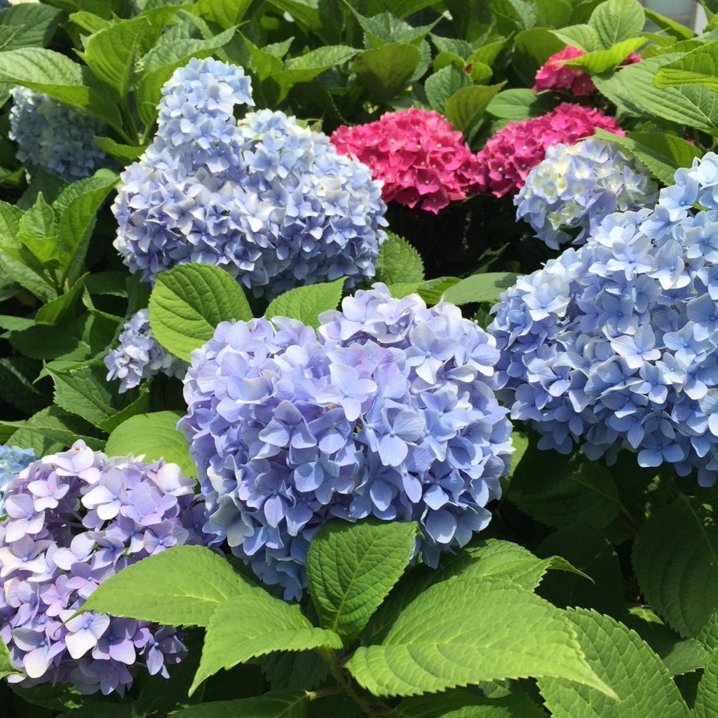 f:id:hikozou_003:20180710152435j:plain