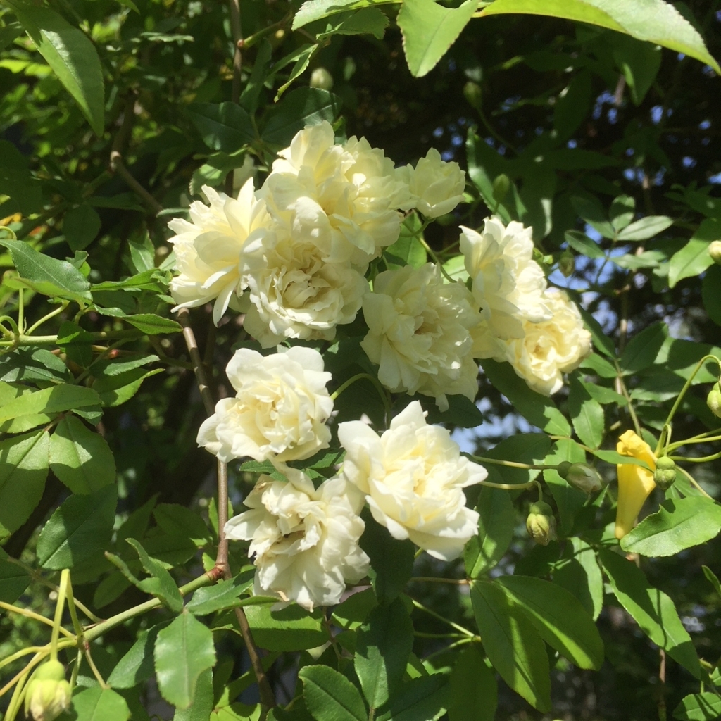 f:id:hikozou_003:20180717004433j:plain