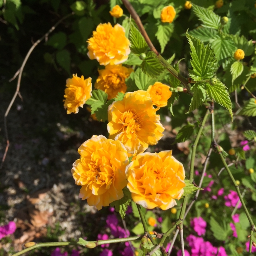 f:id:hikozou_003:20180720023455j:plain f:id:hikozou_003:20180720023455j:plain