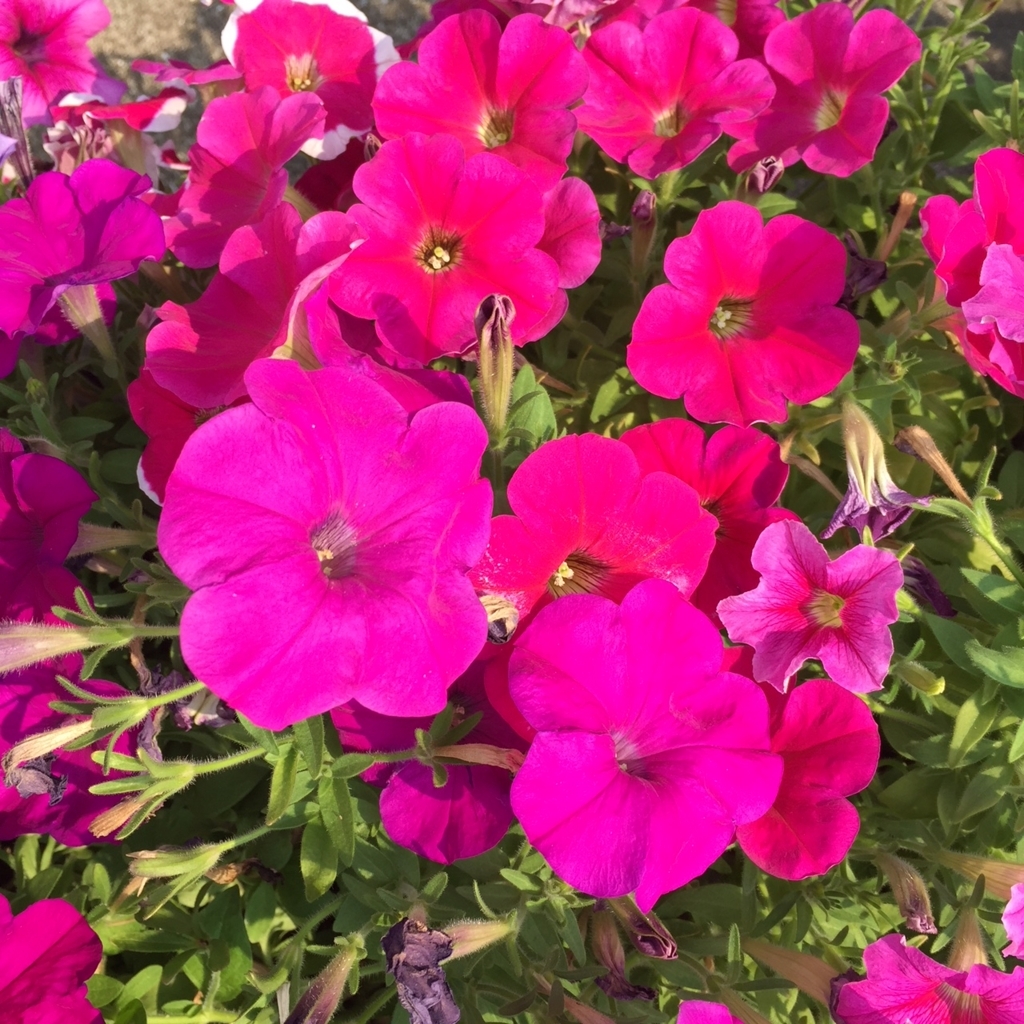f:id:hikozou_003:20180721130432j:plain