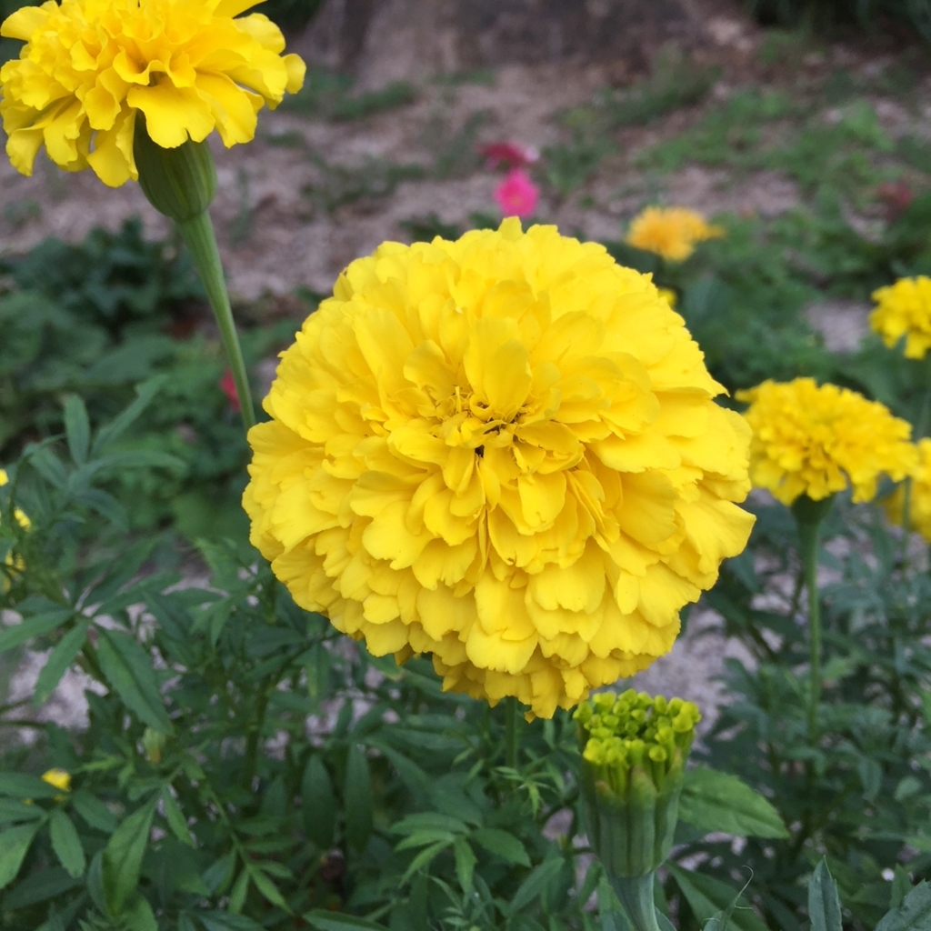 f:id:hikozou_003:20180724070957j:plain