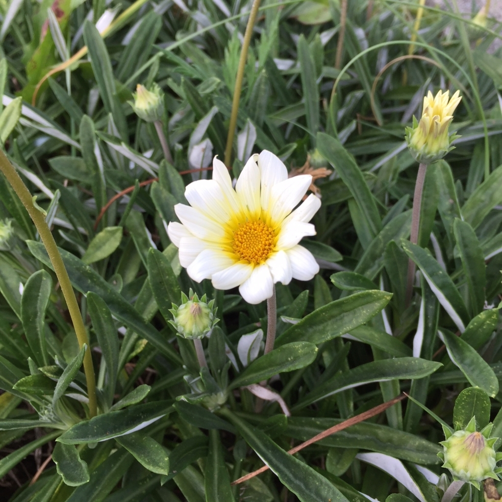 f:id:hikozou_003:20180726045822j:plain