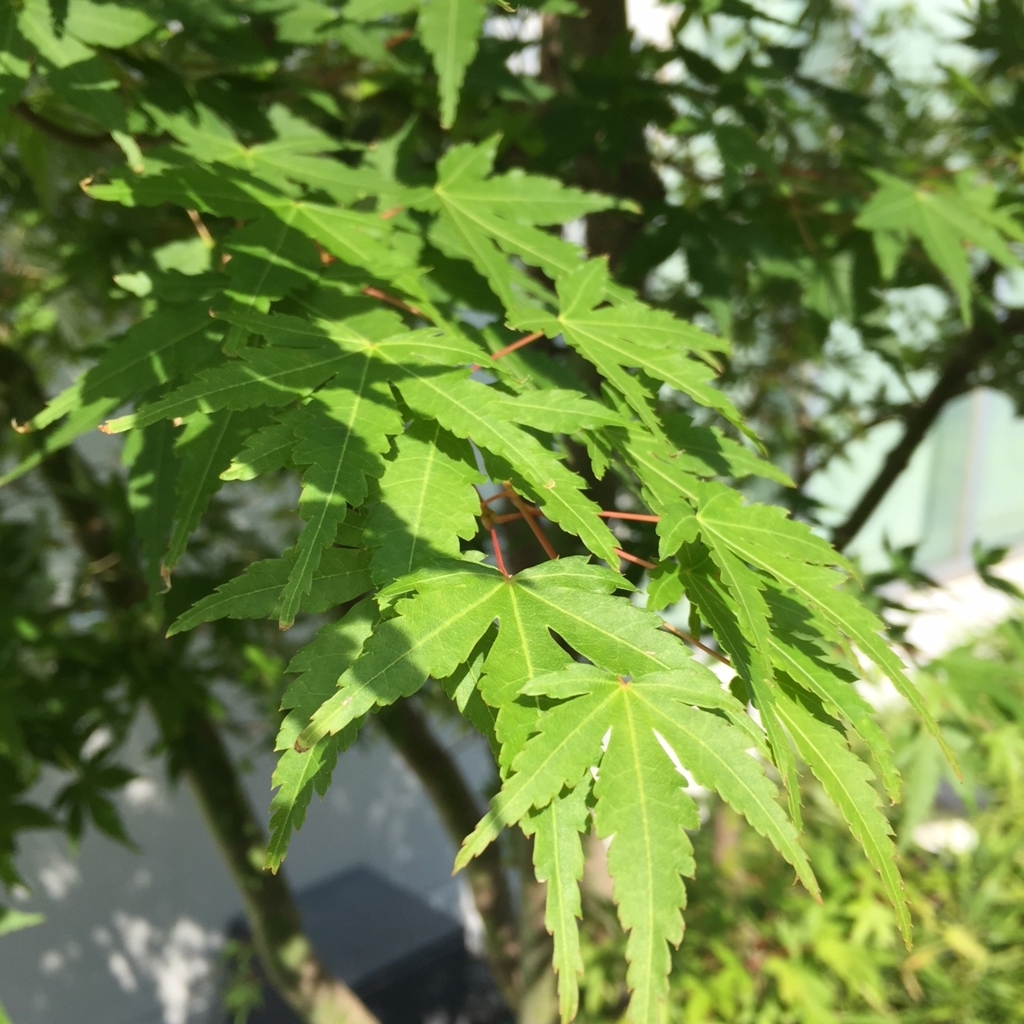 f:id:hikozou_003:20180726235432j:plain