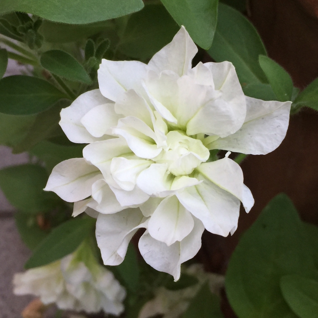 f:id:hikozou_003:20180804193040j:plain