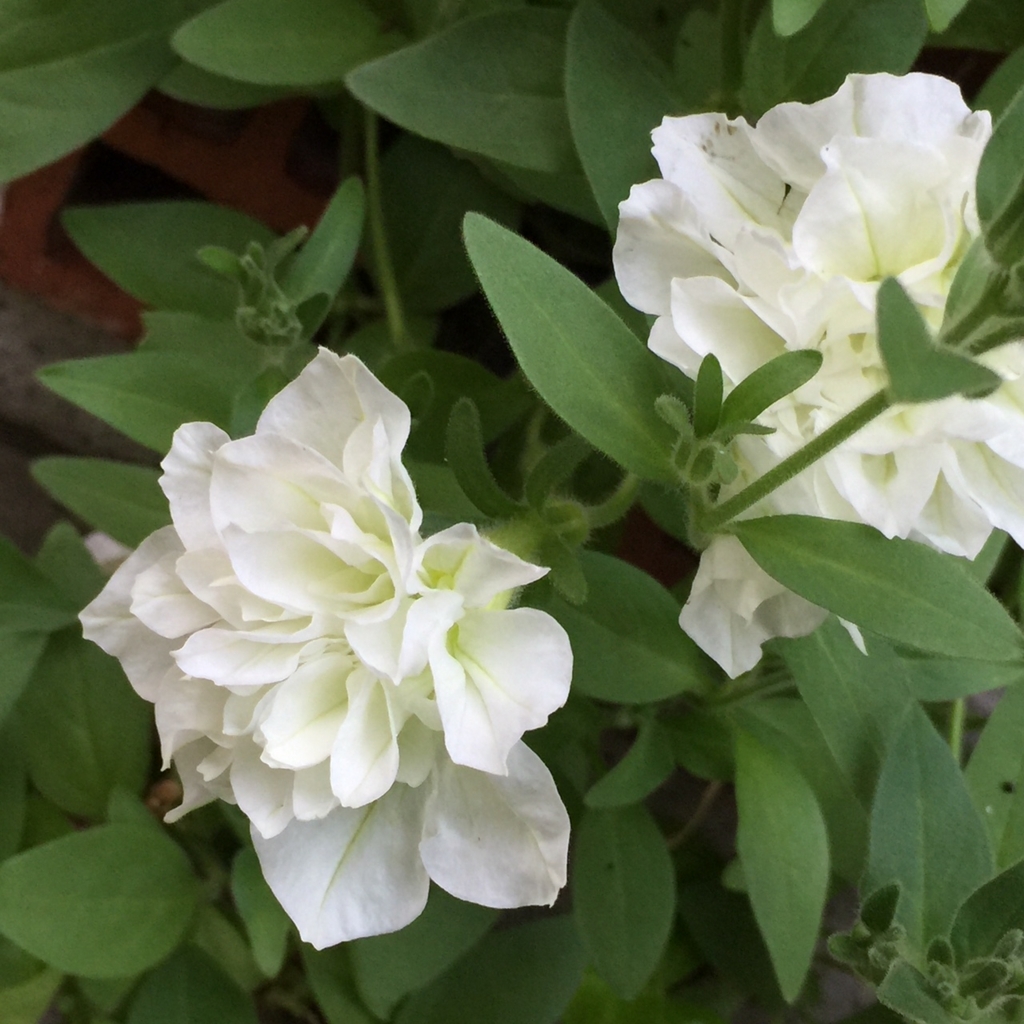 f:id:hikozou_003:20180806005029j:plain f:id:hikozou_003:20180806005029j:plain
