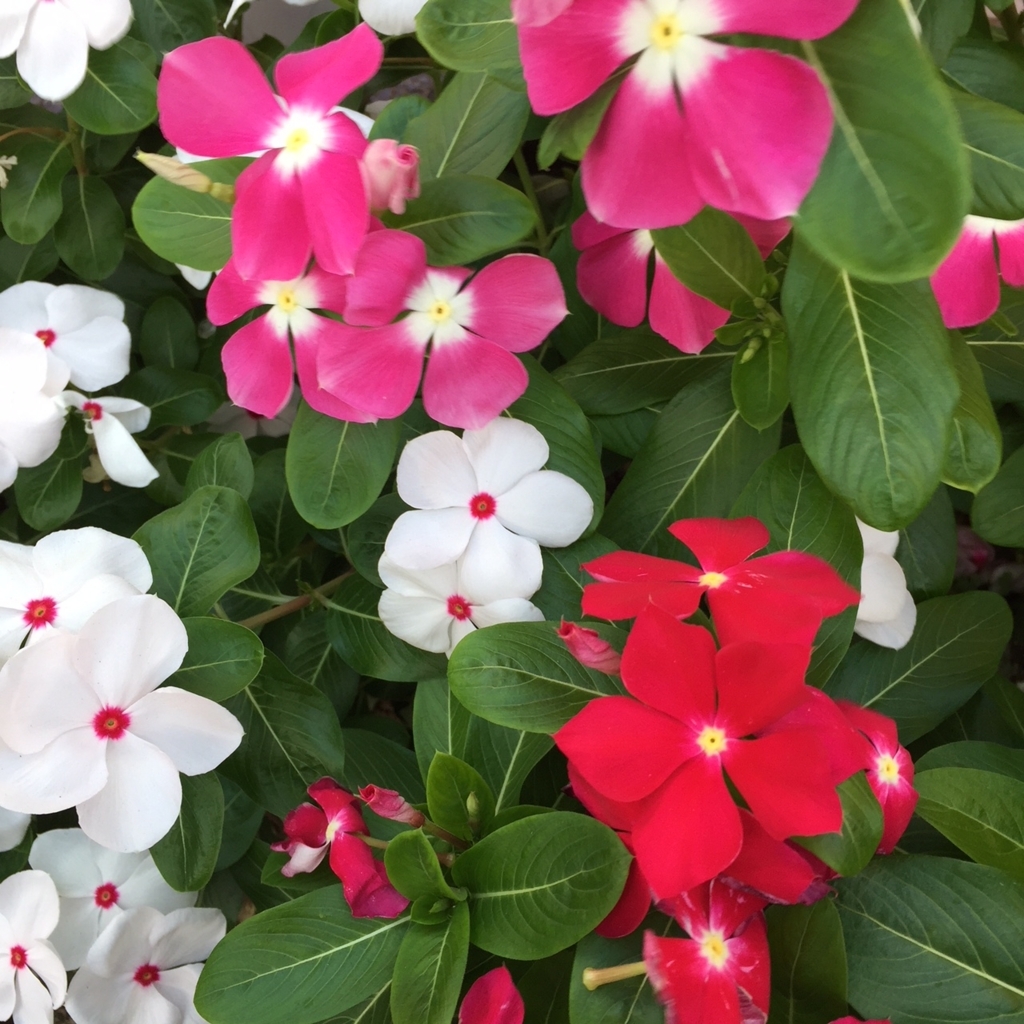 f:id:hikozou_003:20180821022029j:plain