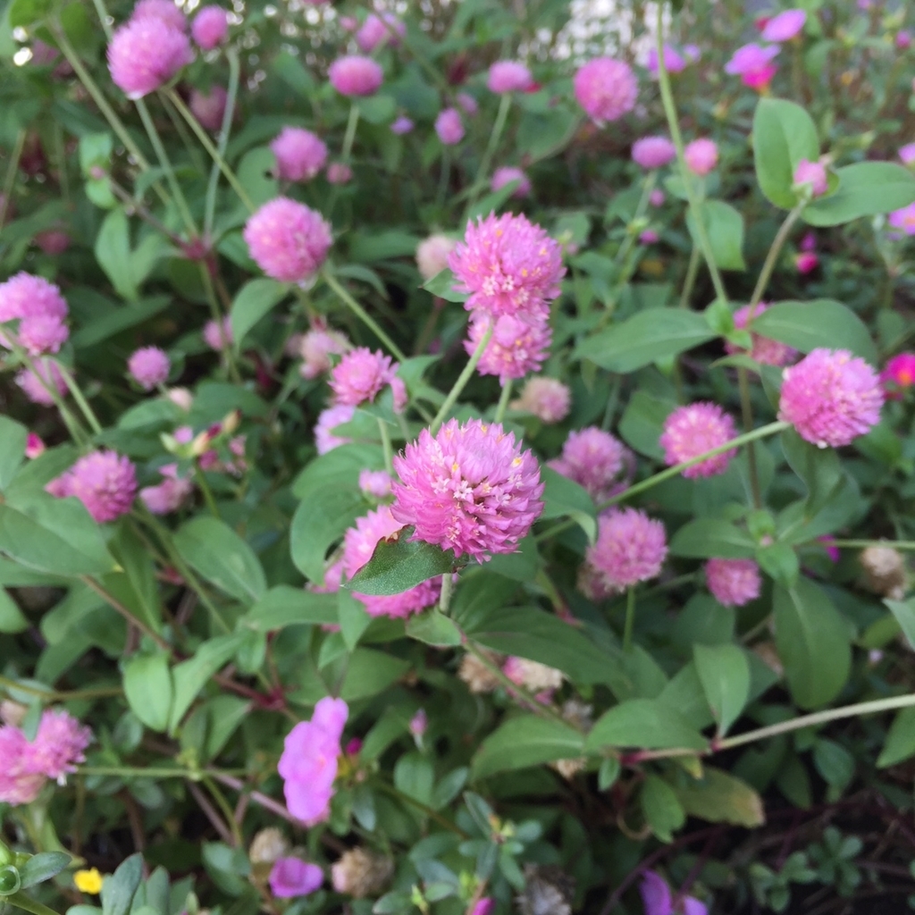 f:id:hikozou_003:20180825061647j:plain