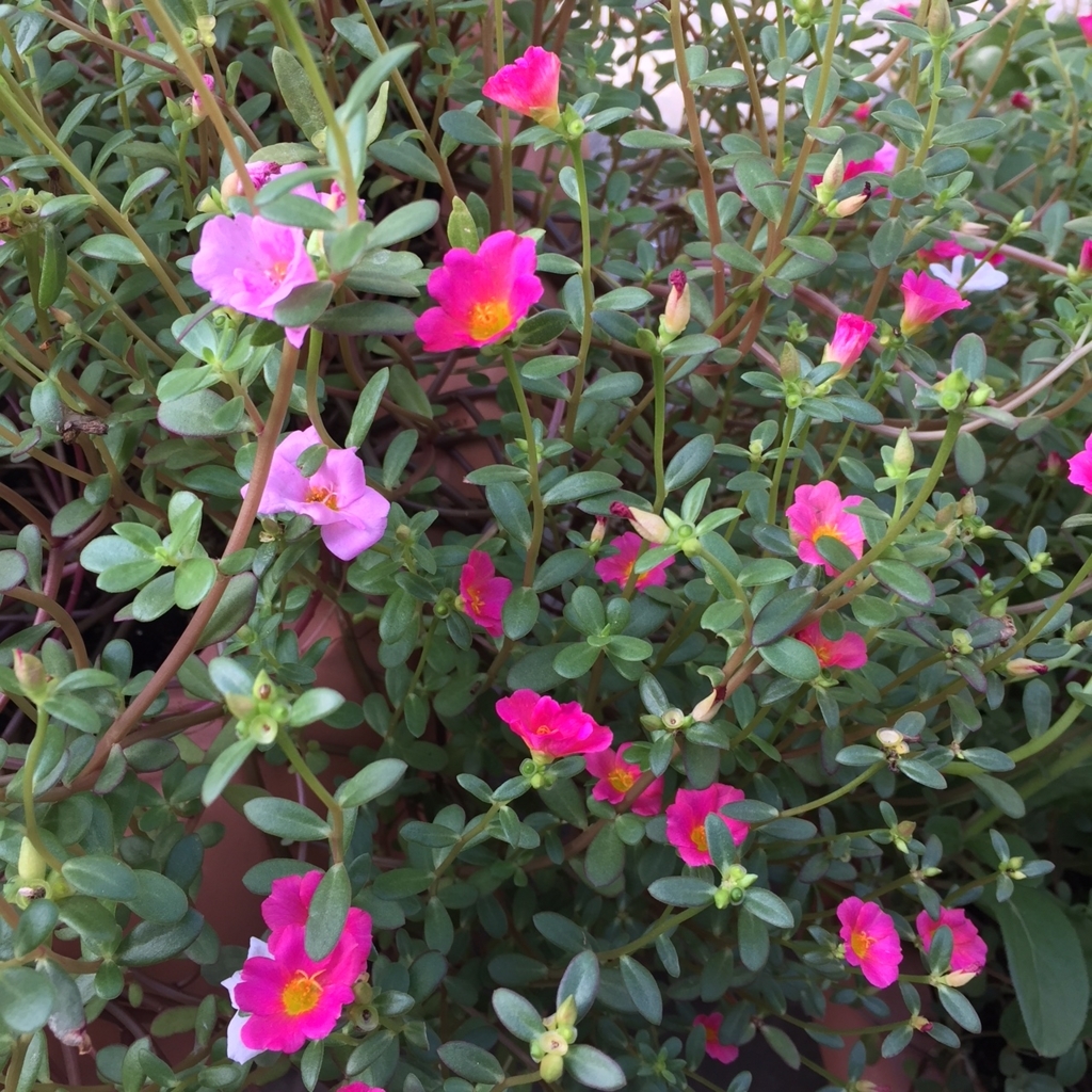 f:id:hikozou_003:20180826222338j:plain f:id:hikozou_003:20180826222338j:plain