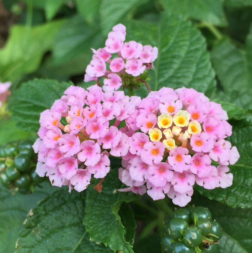 f:id:hikozou_003:20180831023216j:plain f:id:hikozou_003:20180831023216j:plain