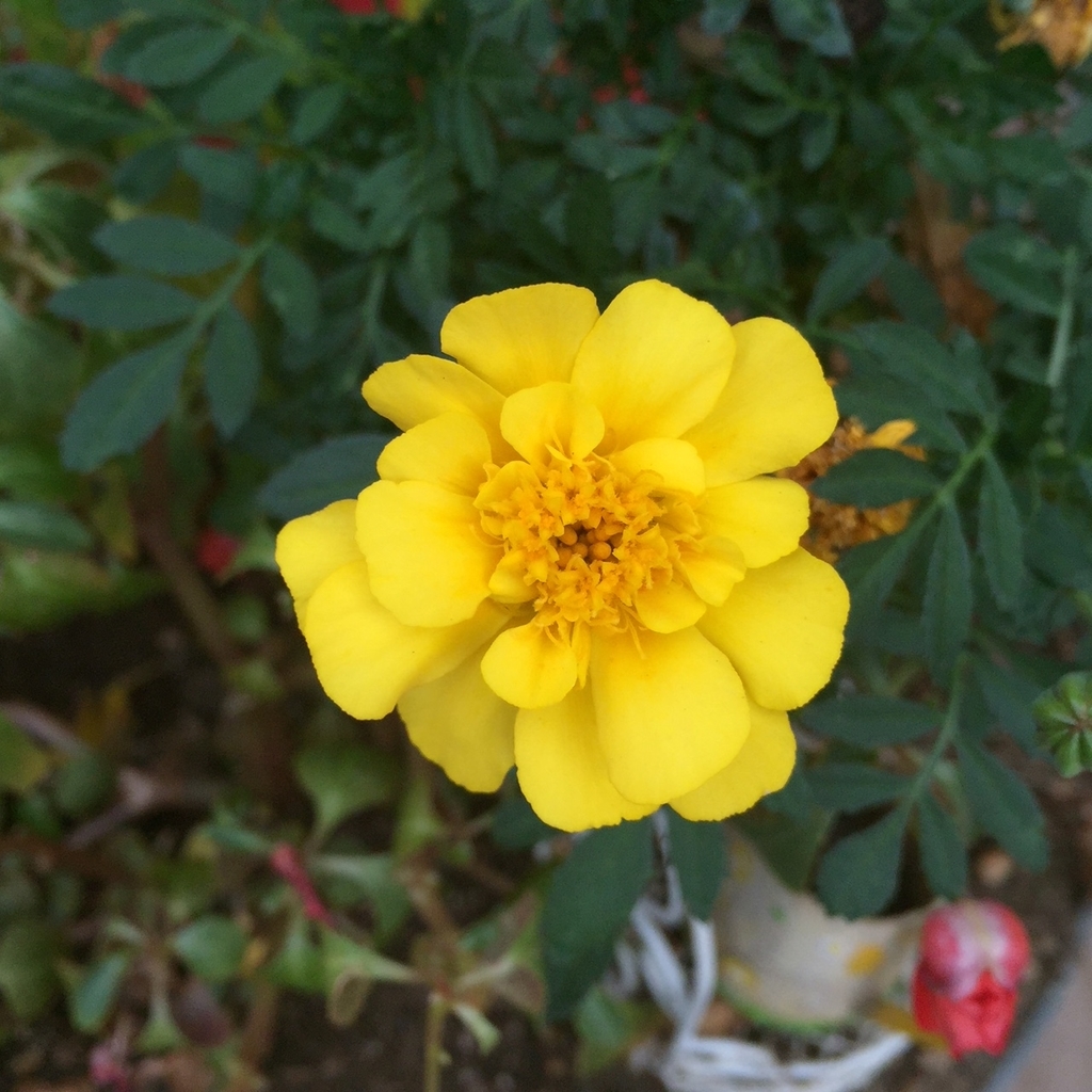 f:id:hikozou_003:20180902205602j:plain