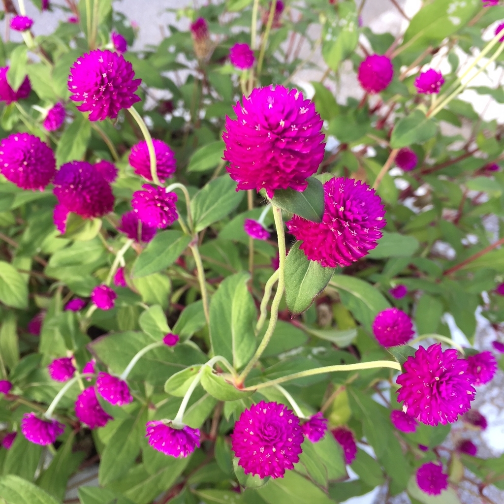 f:id:hikozou_003:20181008224330j:plain