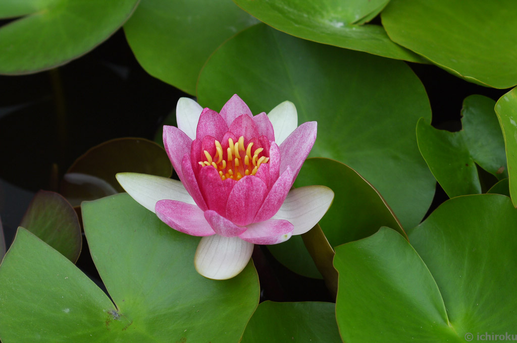 私をカメラ沼に落としたカメラLUMIX GF2の思い出 - 宝の持ち腐れ