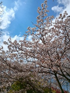 f:id:hikyosyua:20250406134912j:image