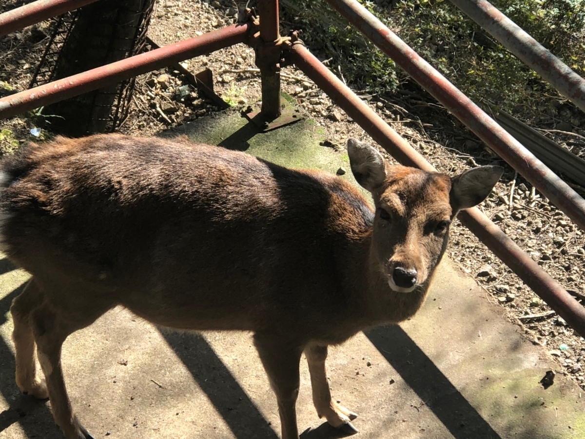 f:id:hillofthesummit:20191117182430j:plain f:id:hillofthesummit:20191117182430j:plain