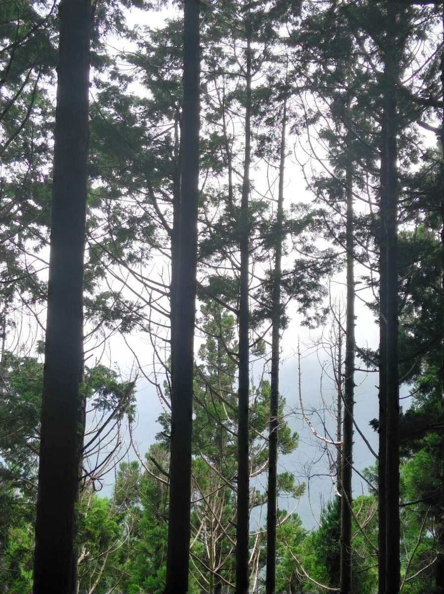 f:id:hillofthesummit:20200708230937j:plain