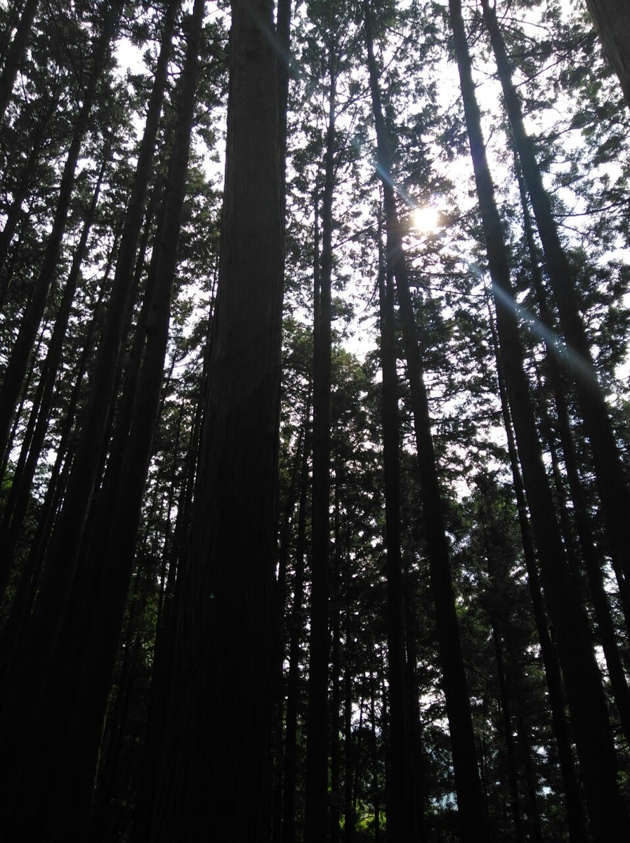 f:id:hillofthesummit:20200708233120j:plain