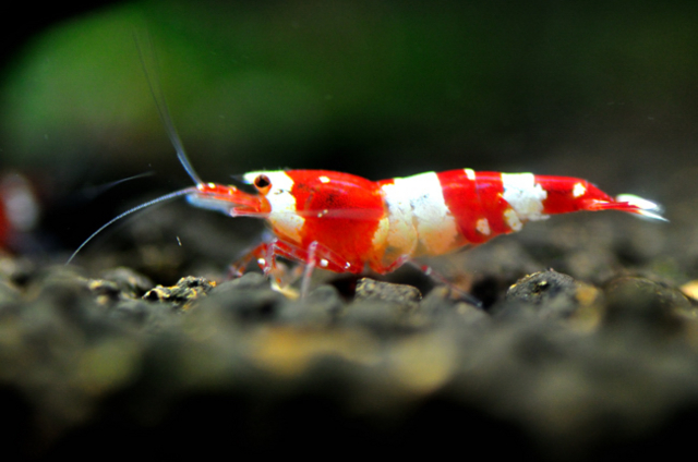 f:id:hilocark:20110219161022j:image