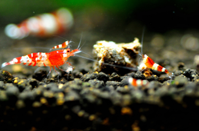 f:id:hilocark:20110219161023j:image