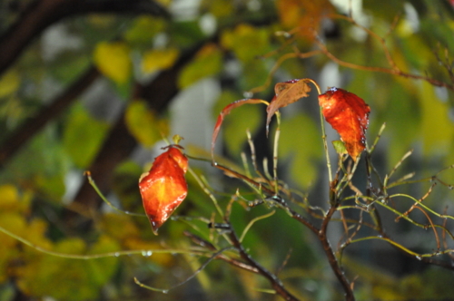 f:id:hiloshi:20081124193956j:image f:id:hiloshi:20081124193956j:image