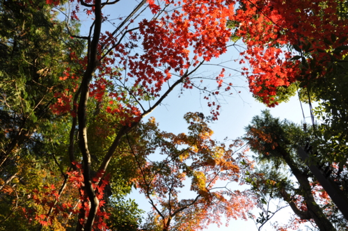 f:id:hiloshi:20081129140348j:image f:id:hiloshi:20081129140348j:image