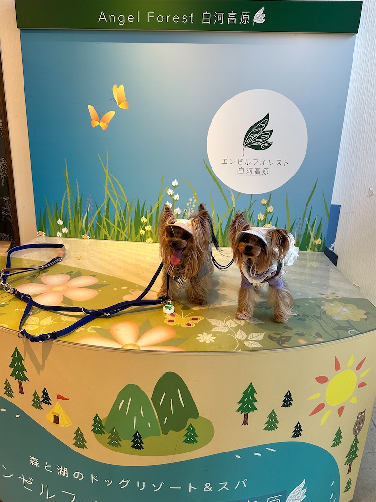 f:id:himahima8:20250805184735j:image