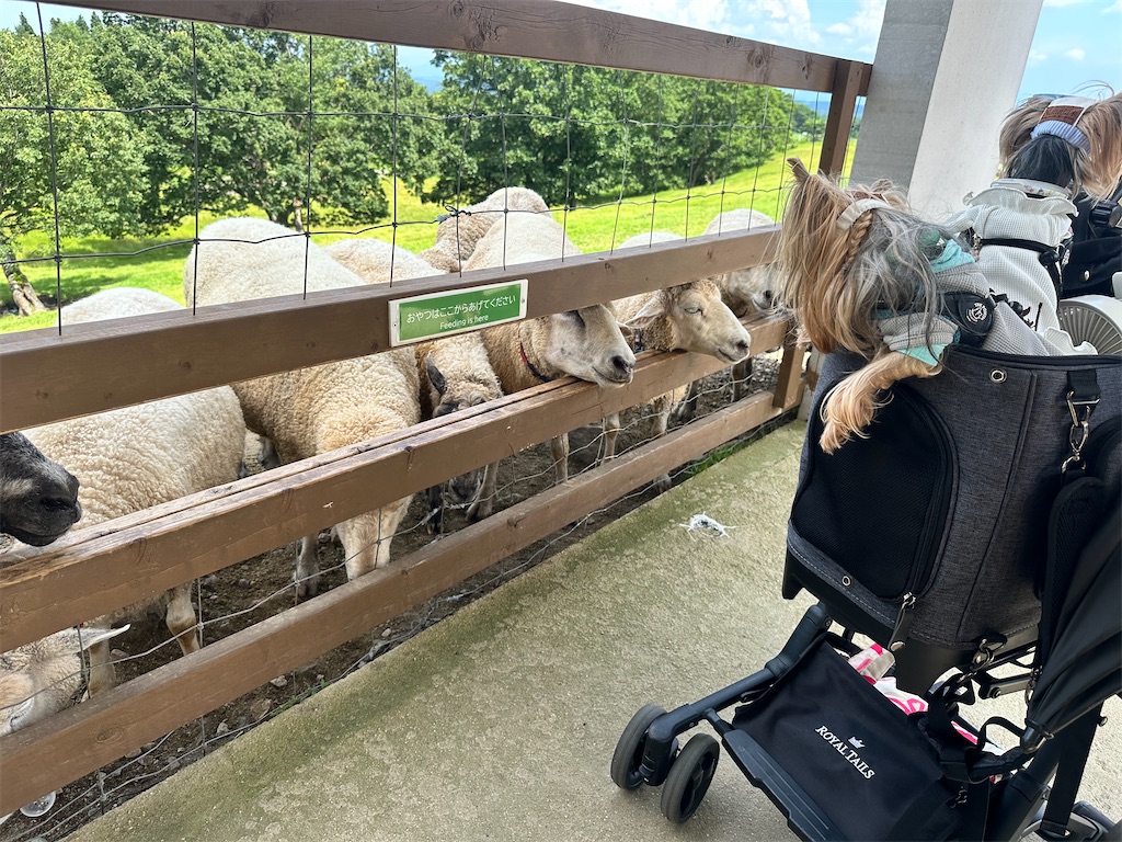 f:id:himahima8:20250806172812j:image