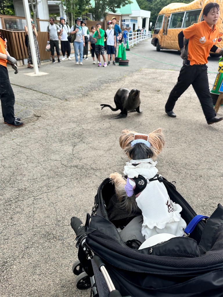 f:id:himahima8:20250806172816j:image