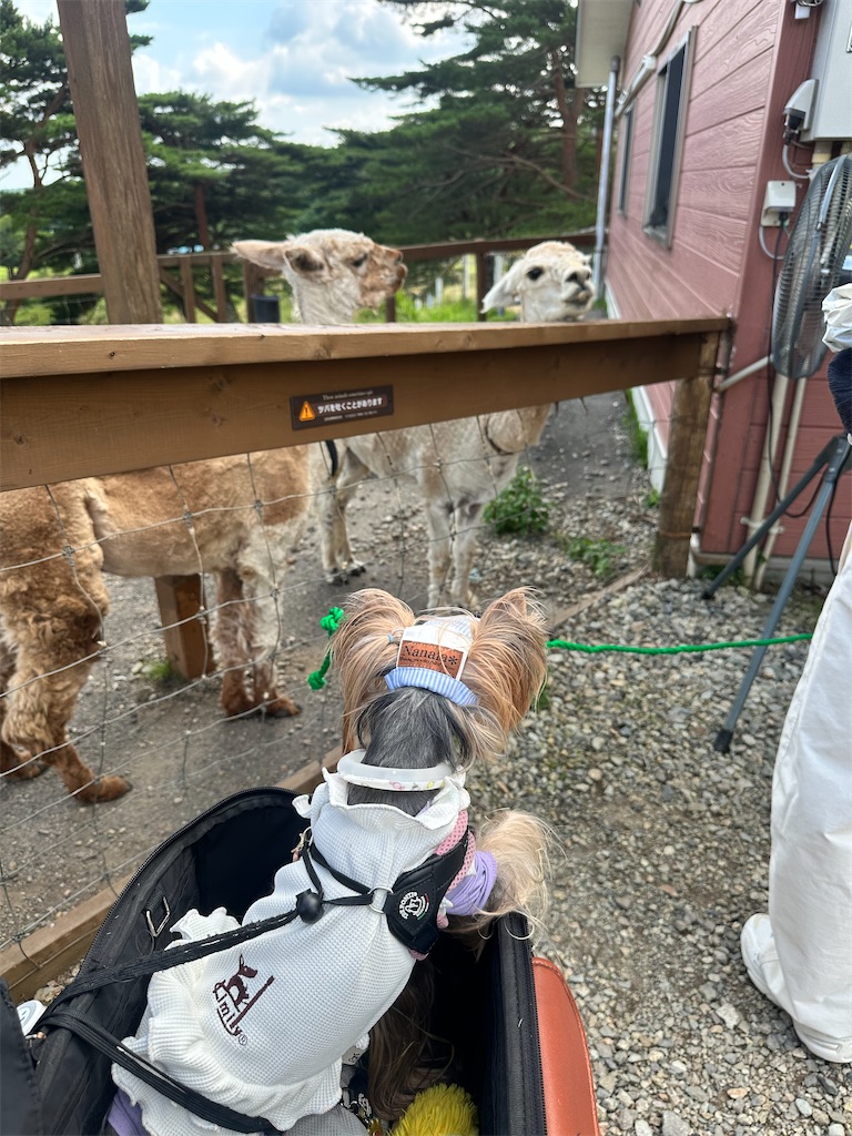 f:id:himahima8:20250806172820j:image