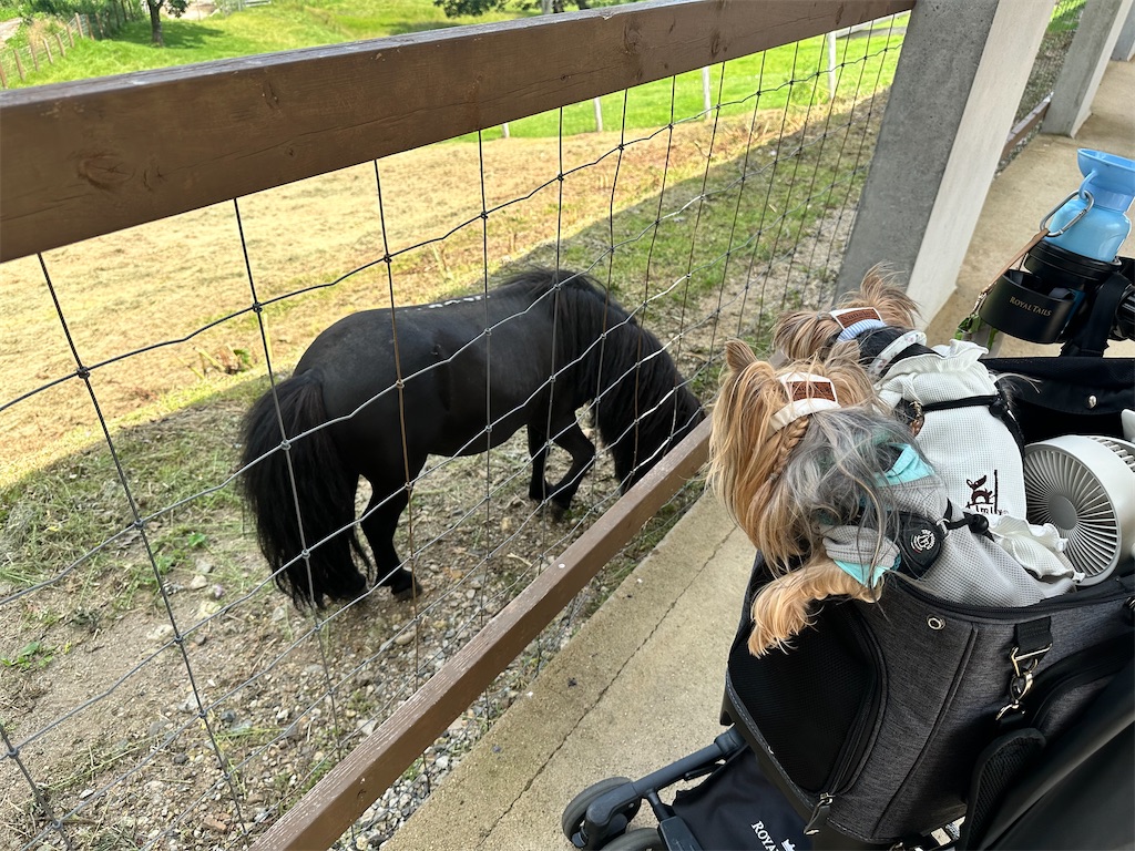 f:id:himahima8:20250806172824j:image