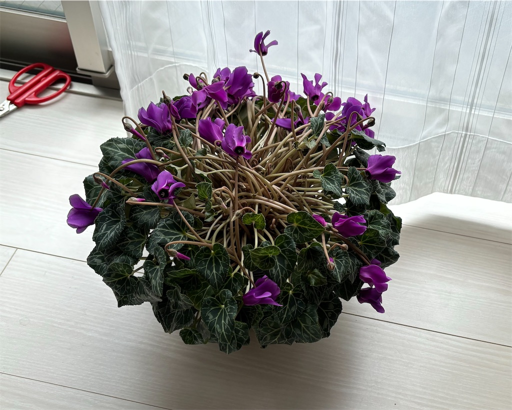 f:id:himajinhari:20240112200824j:image f:id:himajinhari:20240112200824j:image