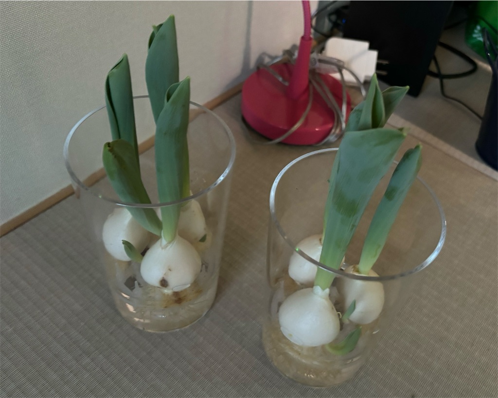 f:id:himajinhari:20240115210534j:image f:id:himajinhari:20240115210534j:image