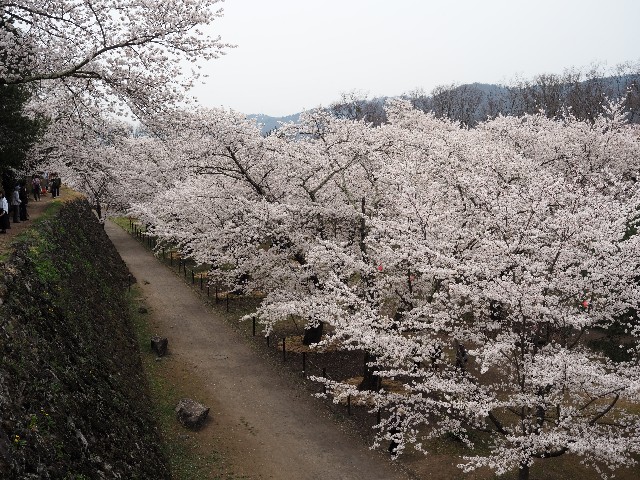 f:id:himarine:20250419095357j:image