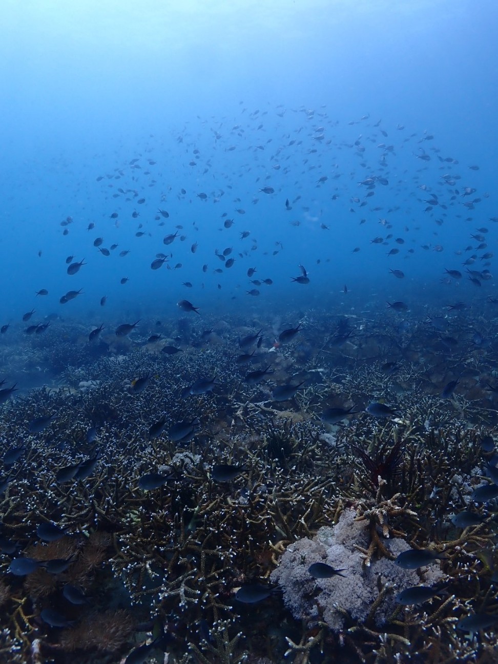 f:id:himarine:20260116222526j:image