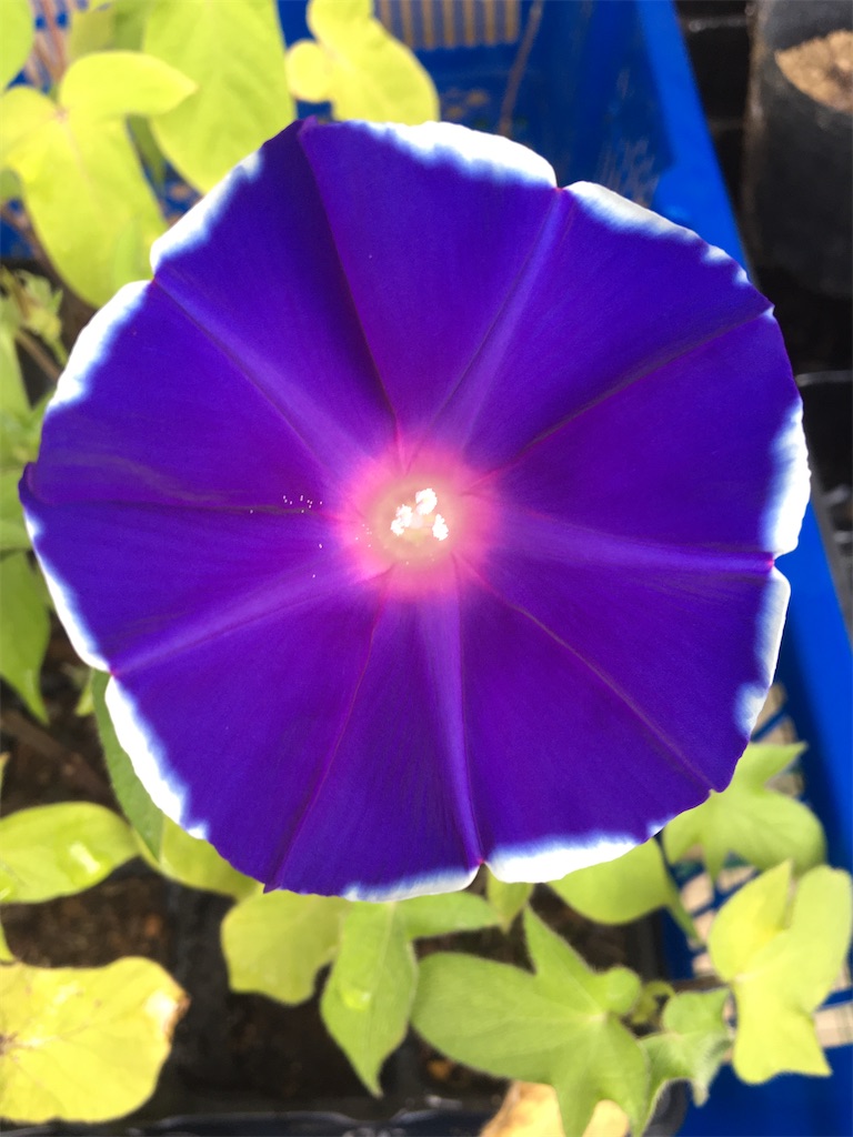 f:id:himatch:20200810211040j:image