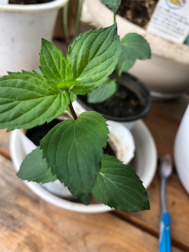 f:id:himawari2016:20200702082005j:image