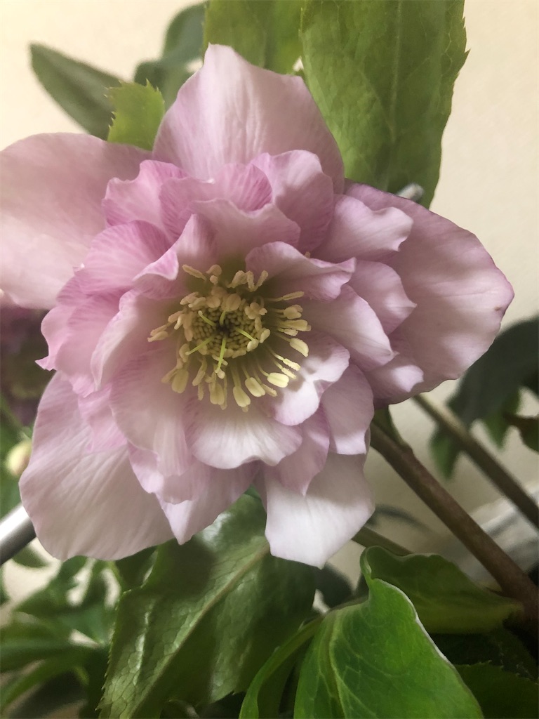 f:id:himawari2016:20201226033639j:image