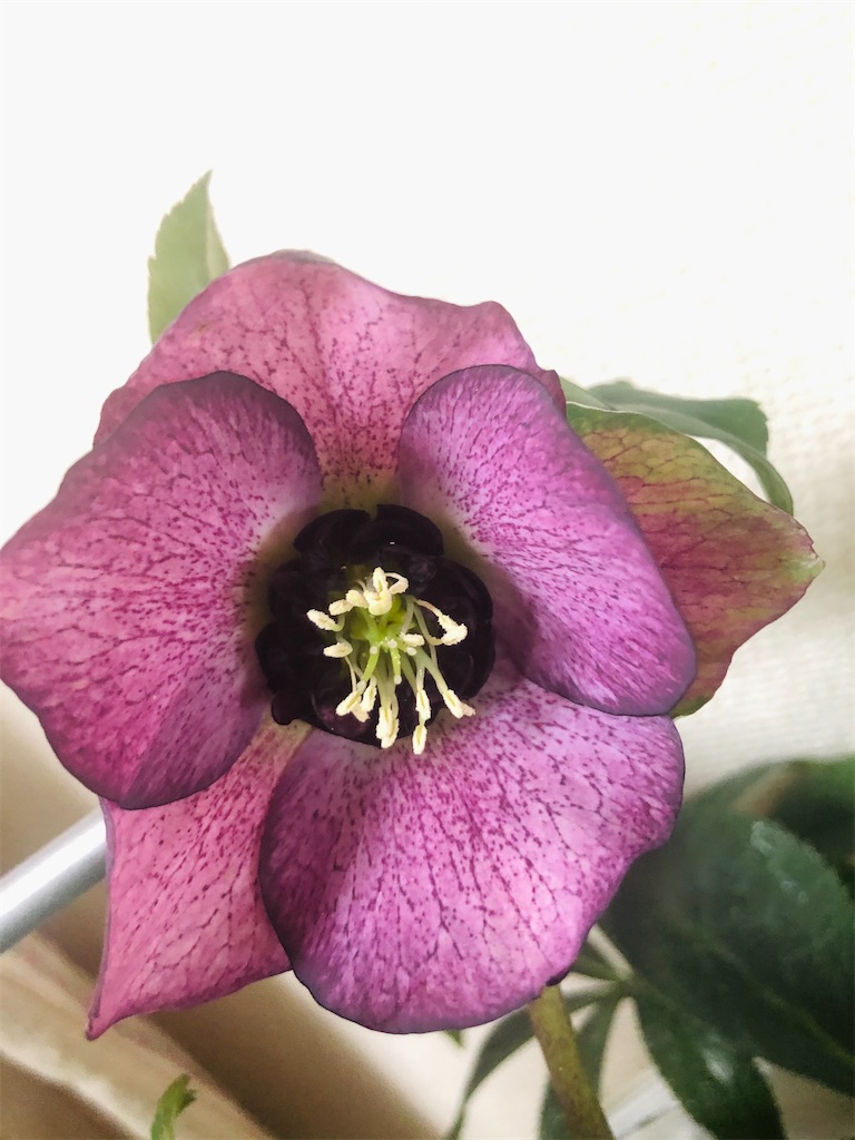 f:id:himawari2016:20201226033642j:image