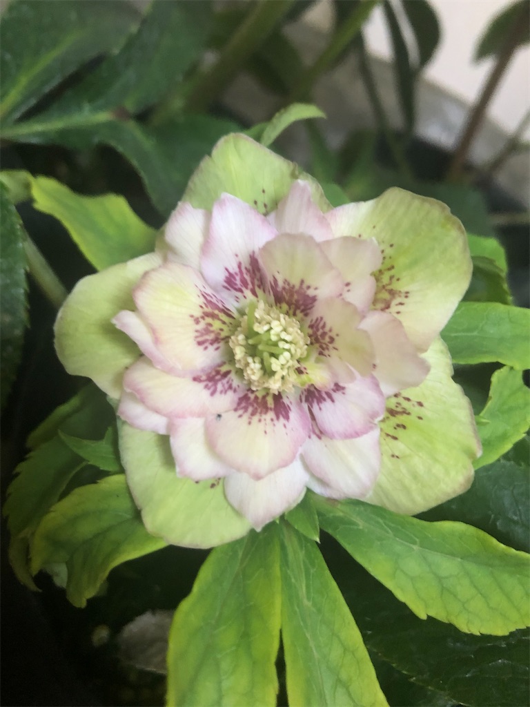 f:id:himawari2016:20201226033645j:image