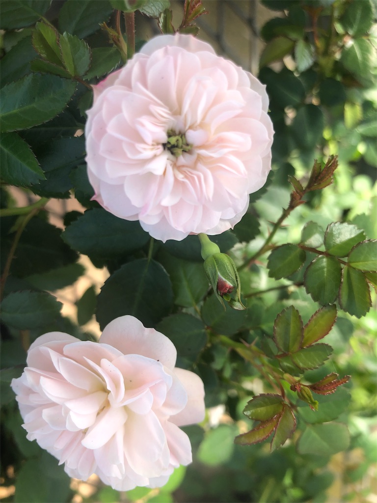 f:id:himawari2016:20210118210127j:image