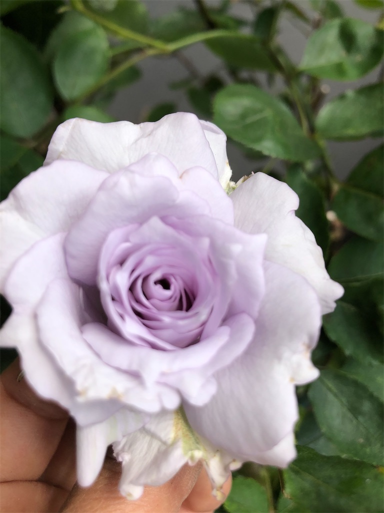 f:id:himawari2016:20210511123941j:image