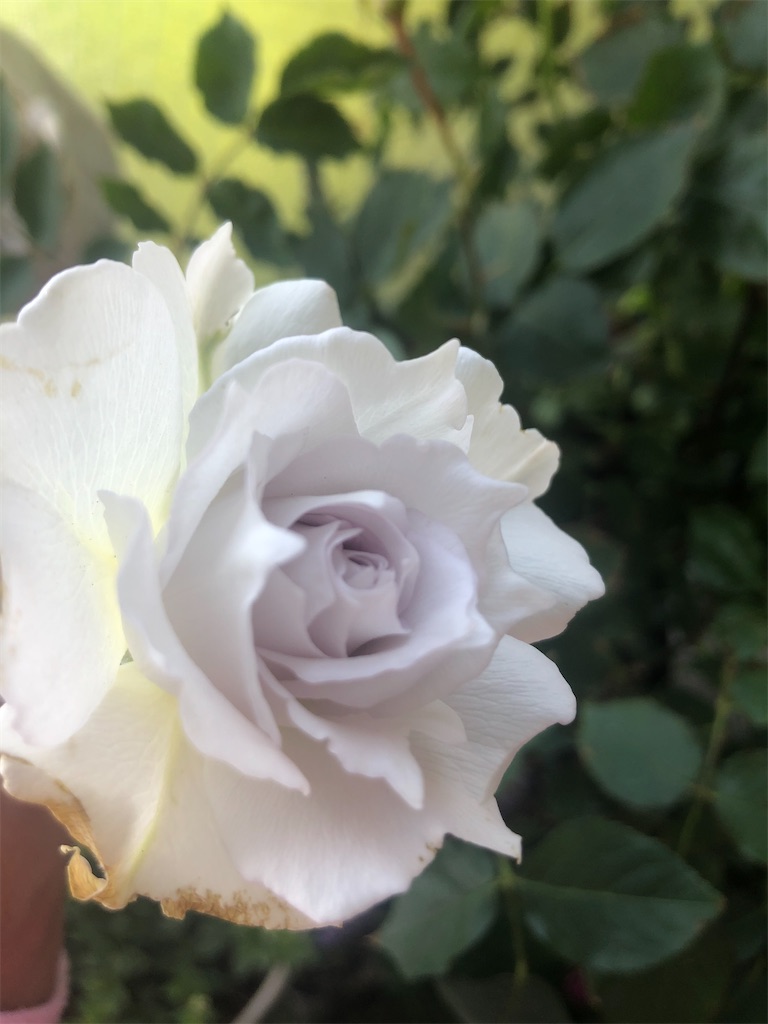 f:id:himawari2016:20210511124011j:image