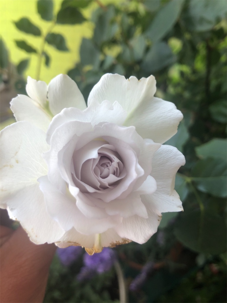 f:id:himawari2016:20210511124016j:image