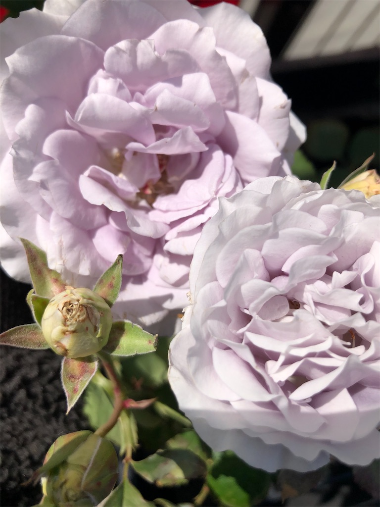 f:id:himawari2016:20210511124526j:image