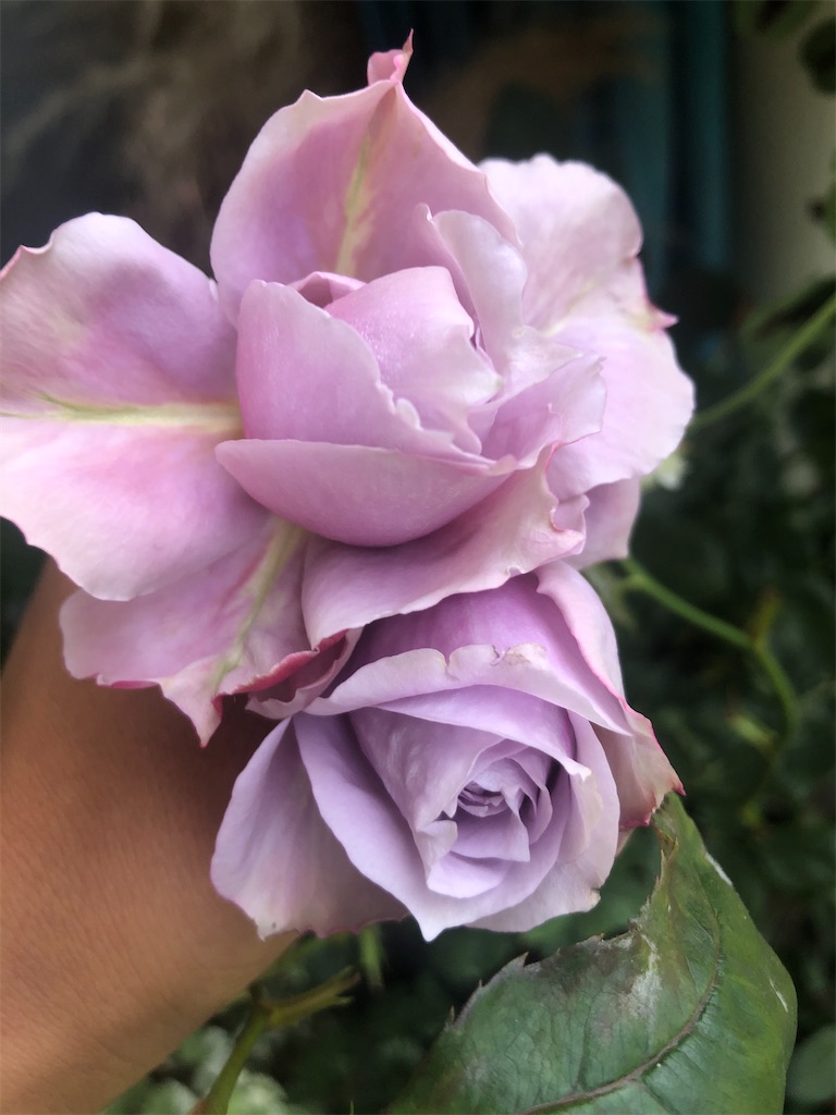 f:id:himawari2016:20210511124531j:image