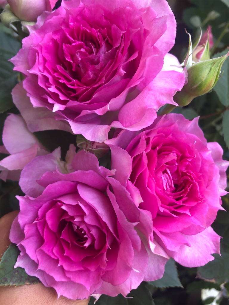 f:id:himawari2016:20210511124637j:image