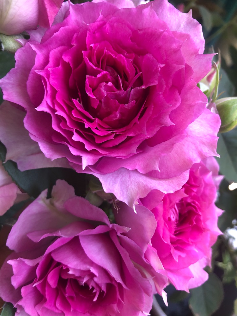 f:id:himawari2016:20210511124642j:image