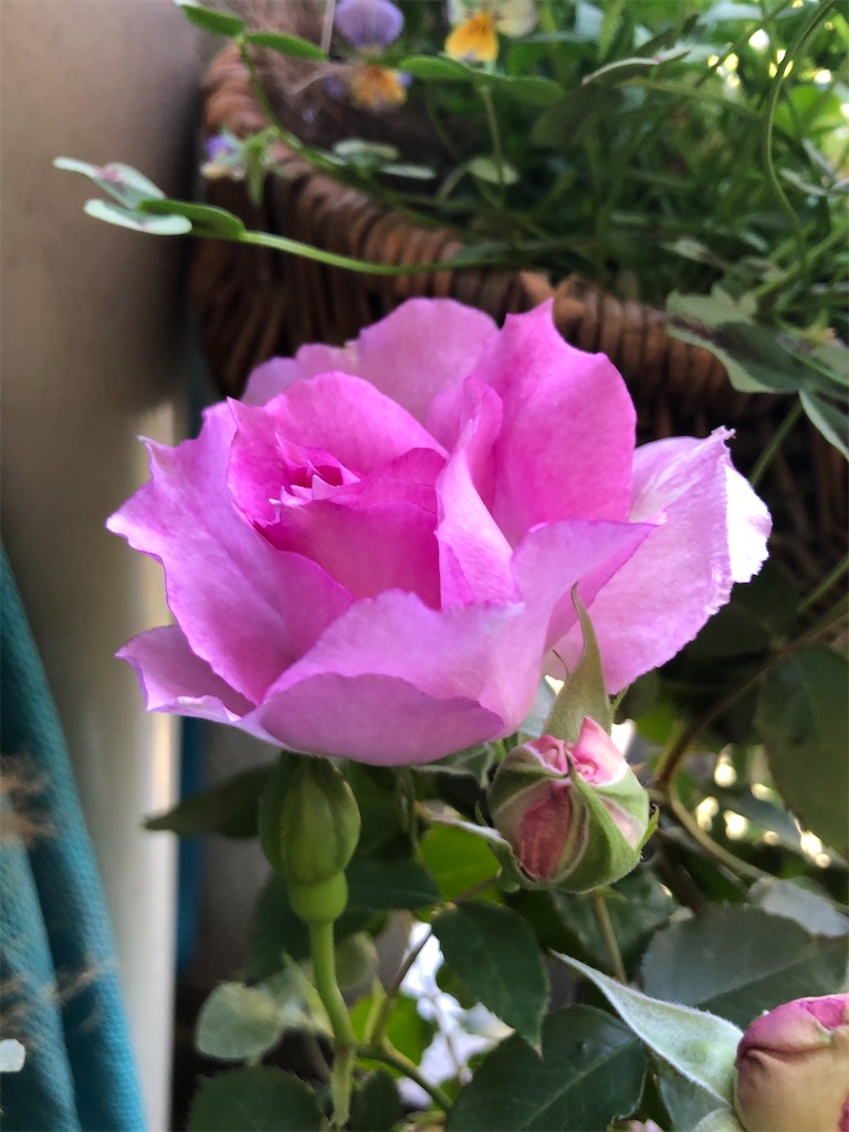 f:id:himawari2016:20210511124647j:image