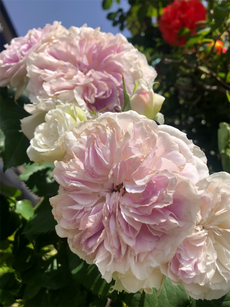 f:id:himawari2016:20210511124941j:image