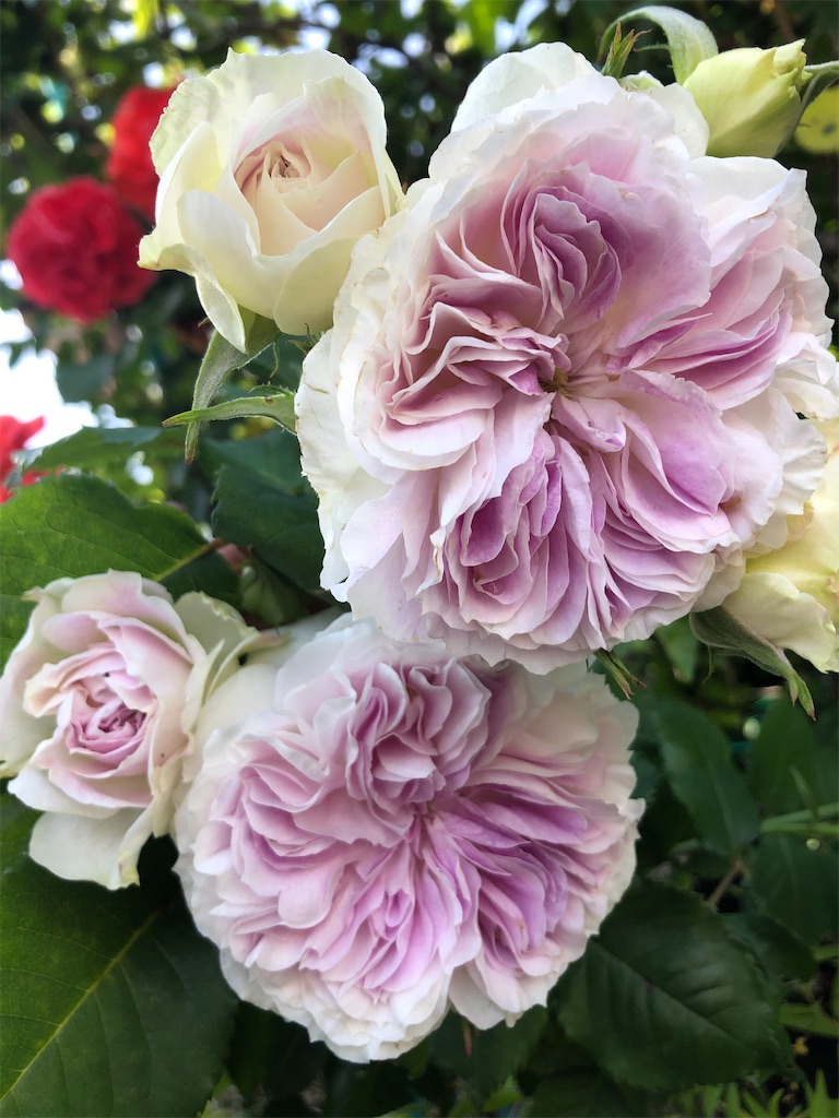 f:id:himawari2016:20210511124946j:image