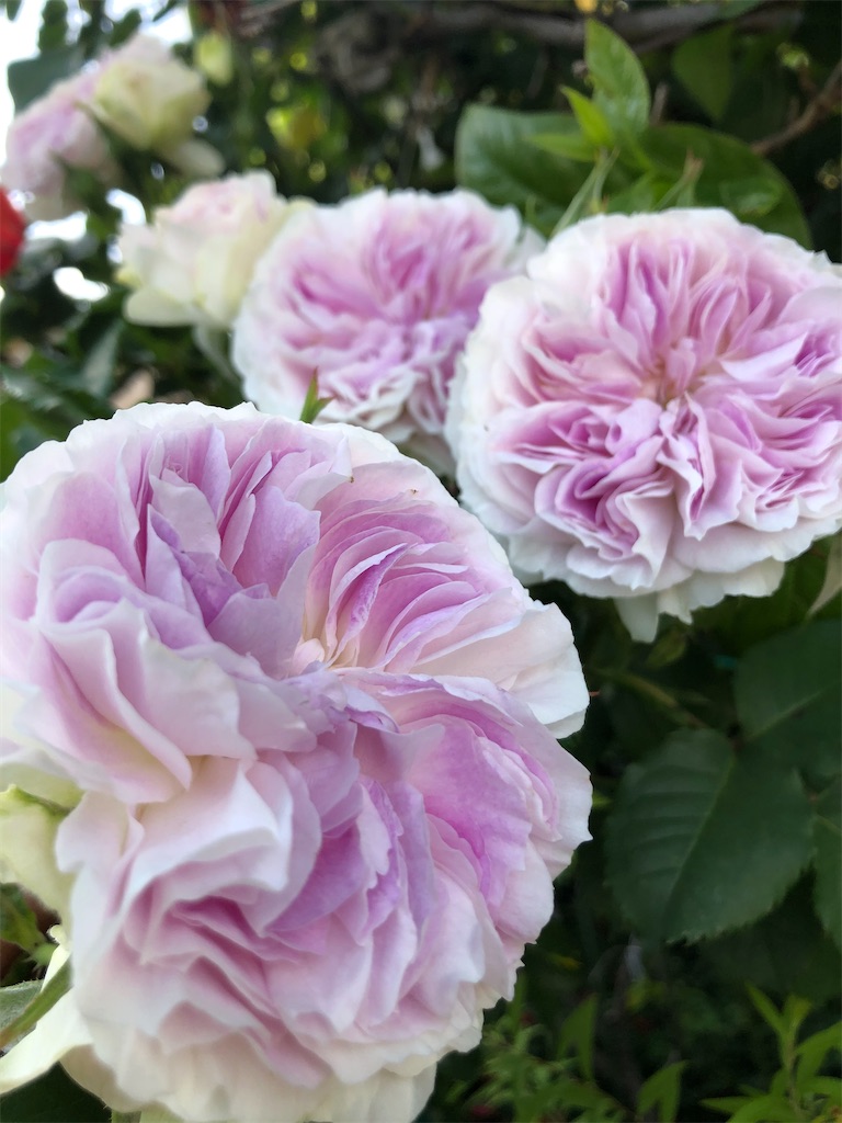 f:id:himawari2016:20210511124950j:image